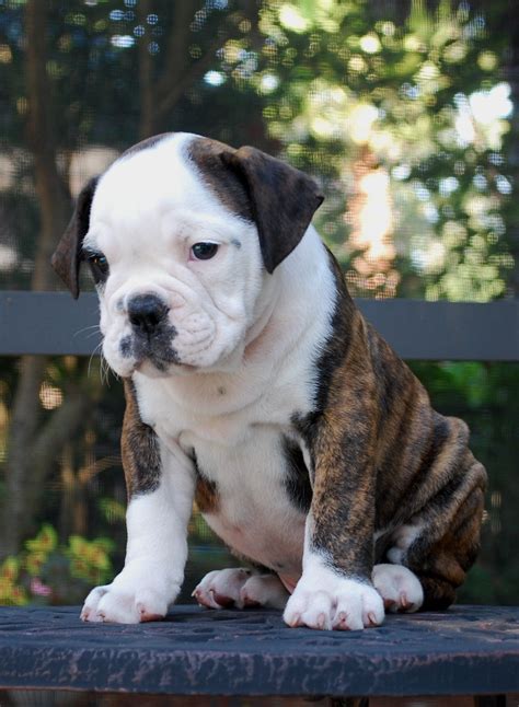 hermes bulldog|hermes olde english bulldogge.